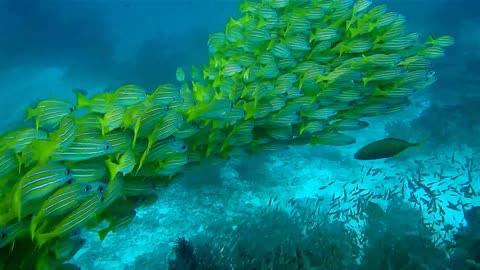 Fish Sea Dance