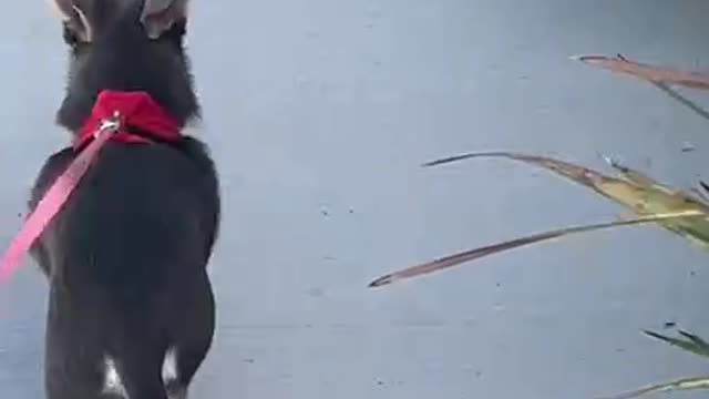 Determined Dog Missing a paw - NCSWIC - we are this pup