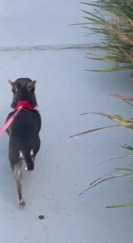 Determined Dog Missing a paw - NCSWIC - we are this pup