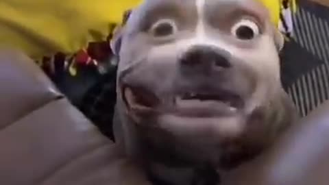 Funny Dogs