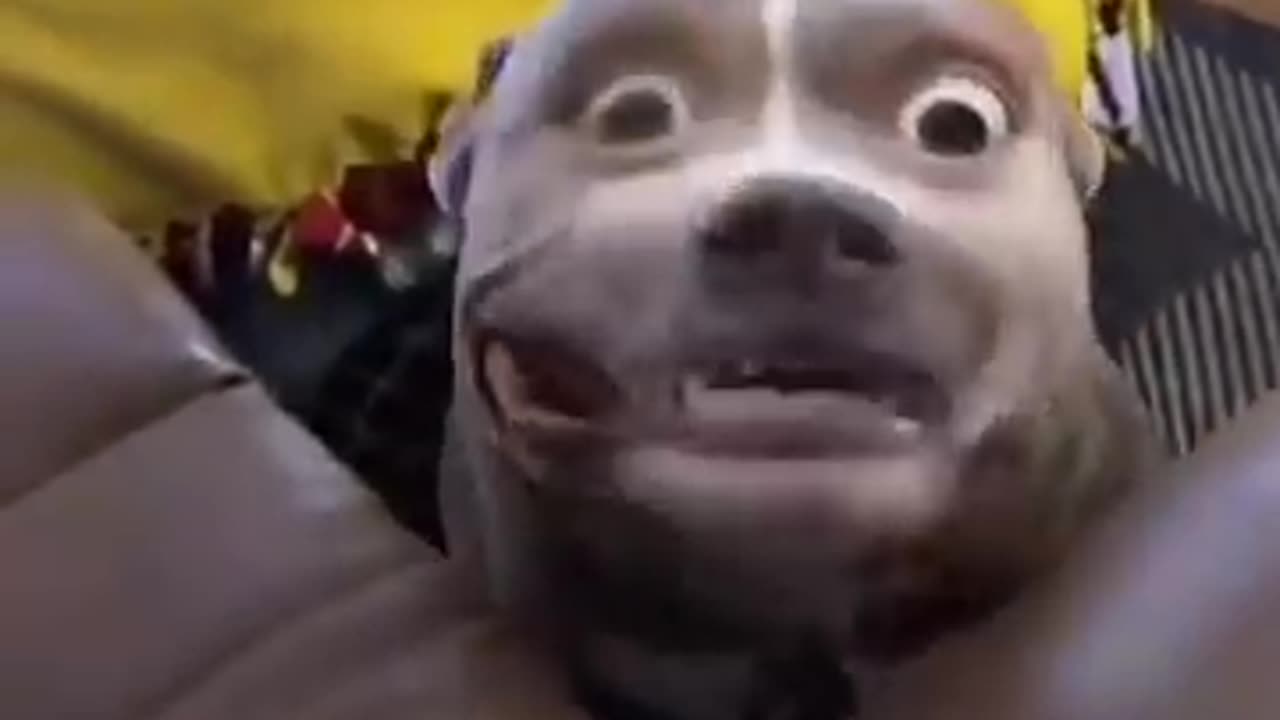 Funny Dogs