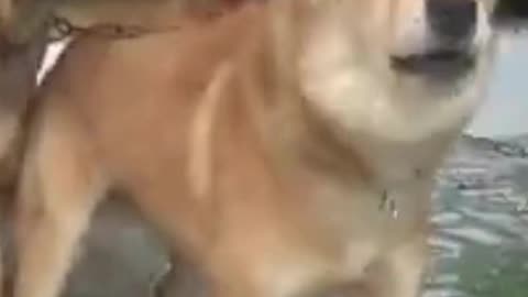 Ways Dogs Behave When They See Strangers 2023 - BEST Funniest Dogs Video Of The Month!