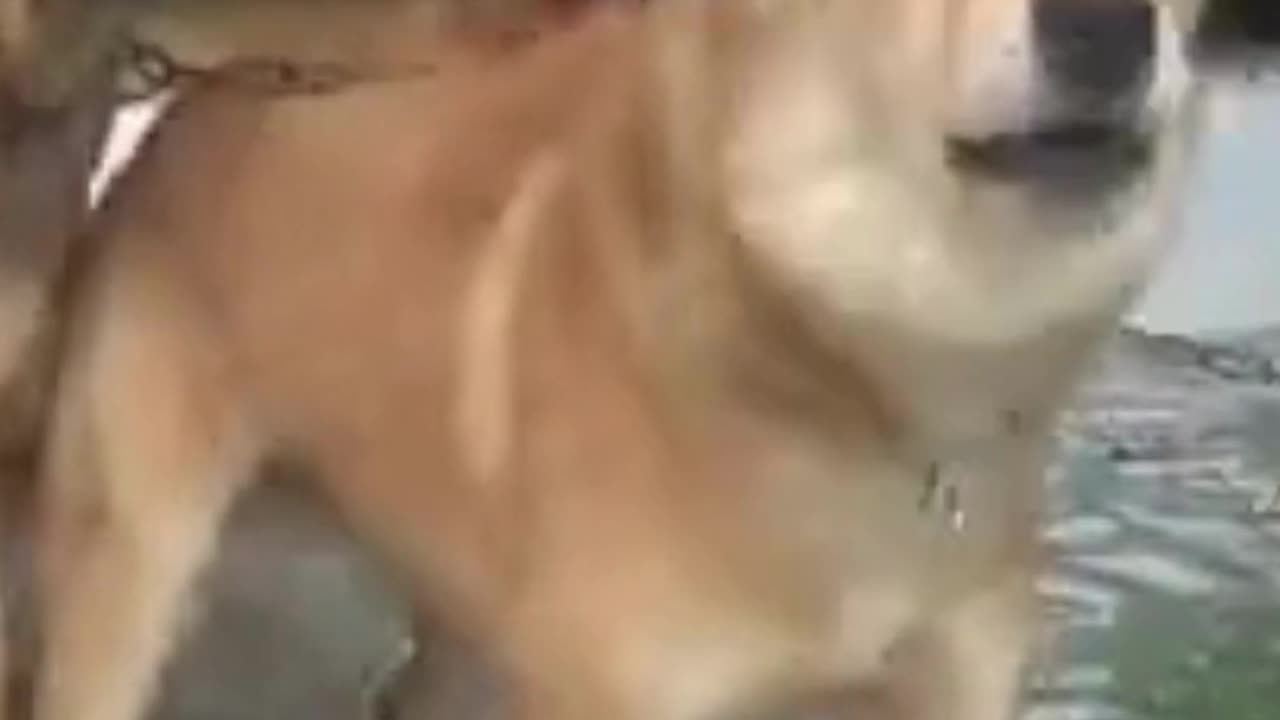 Ways Dogs Behave When They See Strangers 2023 - BEST Funniest Dogs Video Of The Month!