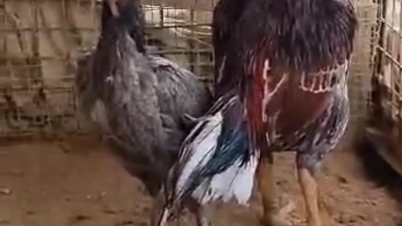 Aseel hen farming in Pakistan | Free range chicken farming