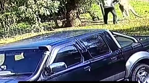 Man gets “jumped” by a Kangaroo and fights back 👀🤯