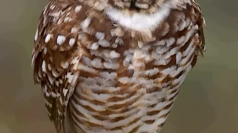 Owl Stand by One leg