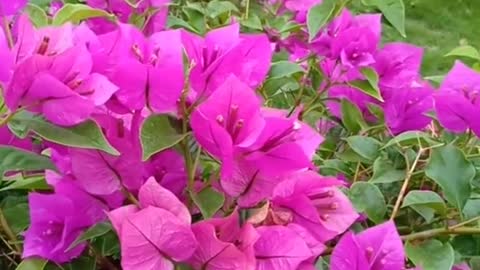 Beautiful flowers, beautiful music, a wonderful world.