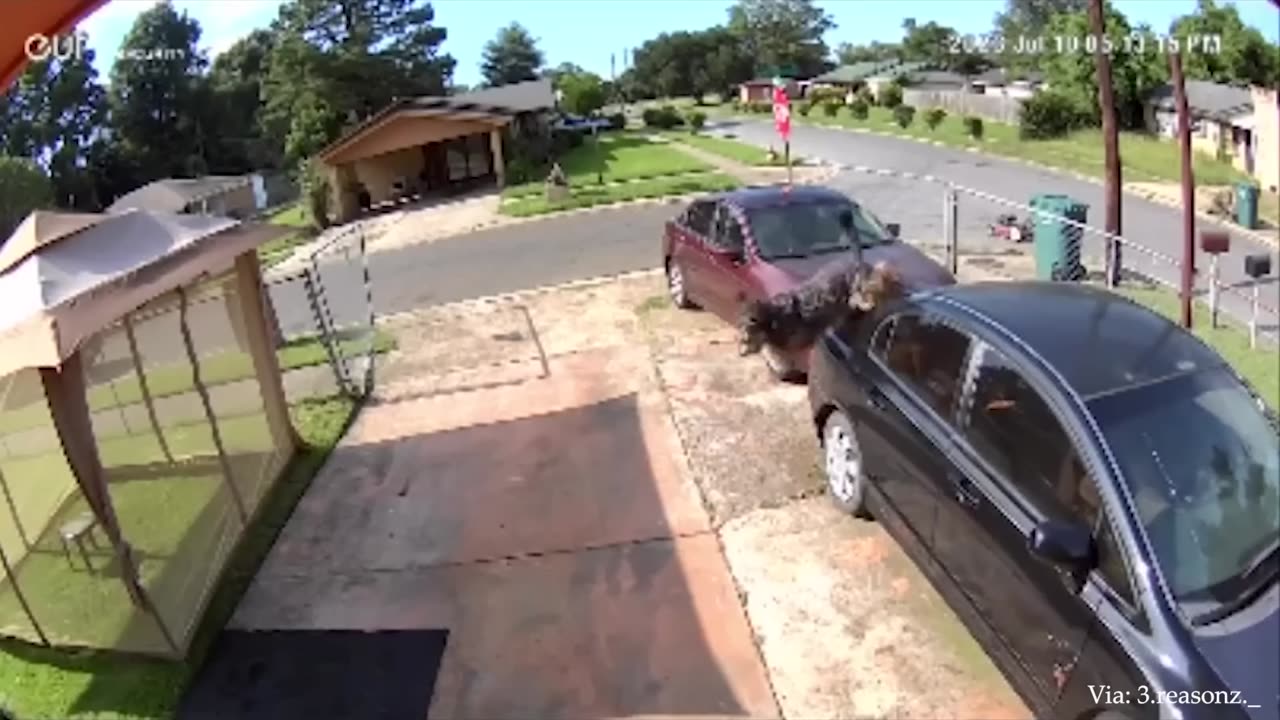 Hilarious big dog has a meet with cute puppy