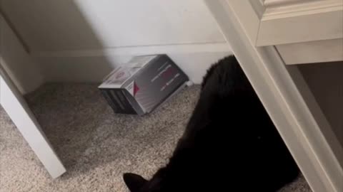 Cute Precious Piper Enjoys Her Napping Spot - Adopting a Cat from a Shelter Vlog #shorts