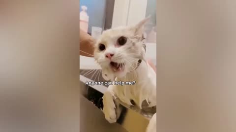 Funny cats And Funny Dogs