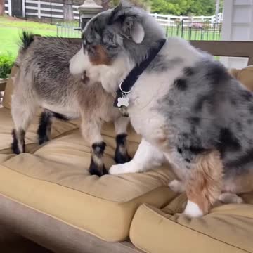 "Patio Pals" or "Loving Tussle"