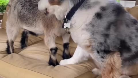 "Patio Pals" or "Loving Tussle"