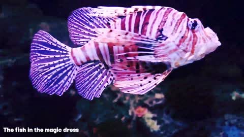 The fish in the magic dress