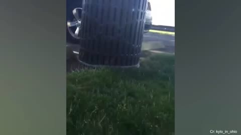 Mira que bonito esa video de perro