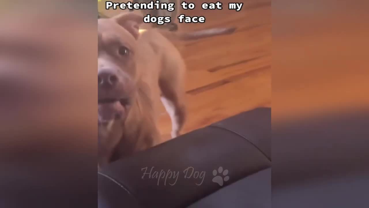 Funny animals - dogs and cats compilation !!!