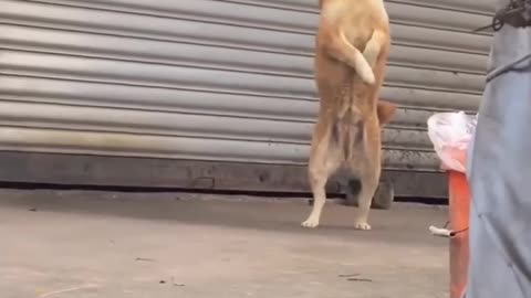 Funny. Dogs. And. Cute animalss