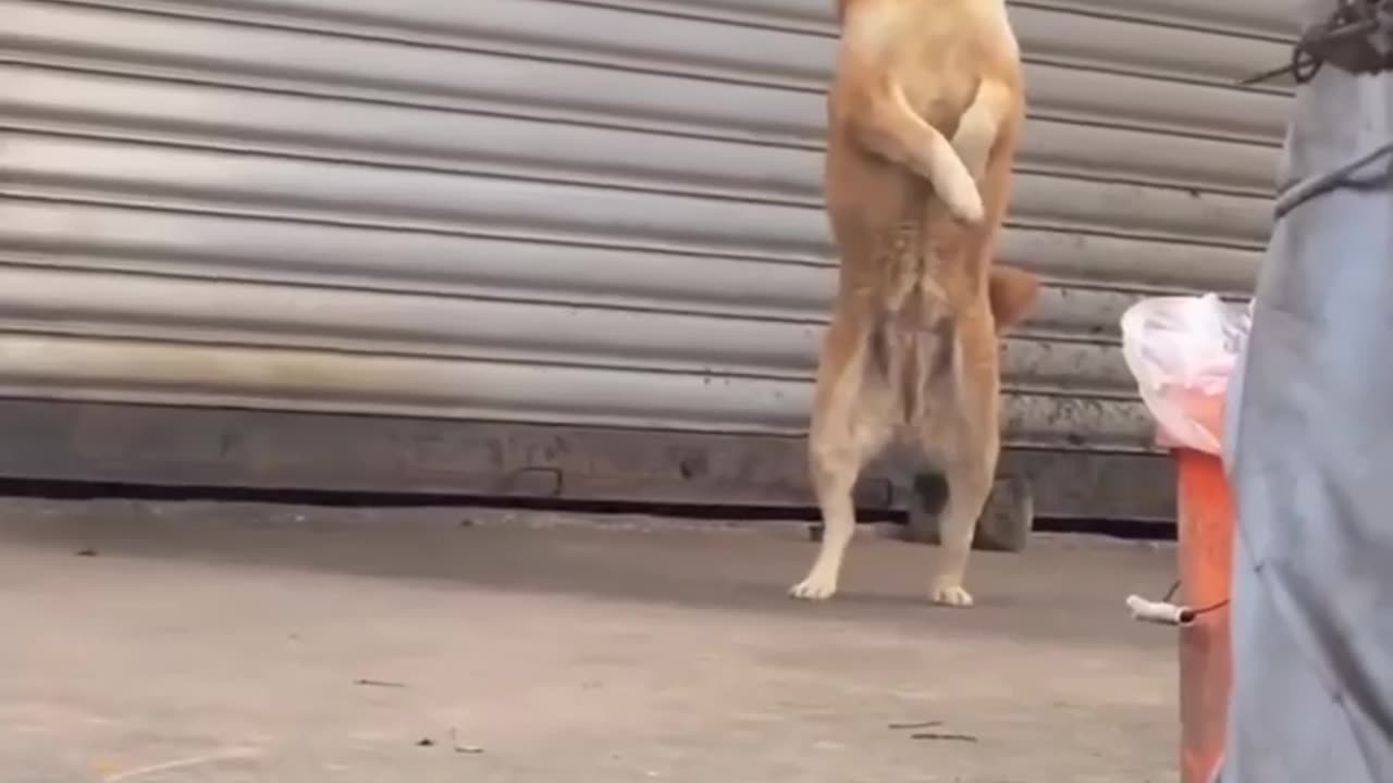 Funny. Dogs. And. Cute animalss