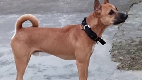 Red Dog Barking At Birds