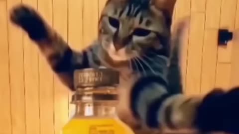 Most Talented #talentedcats #ninjacat