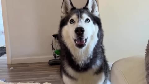 Meekathehusky loves toys too🥰