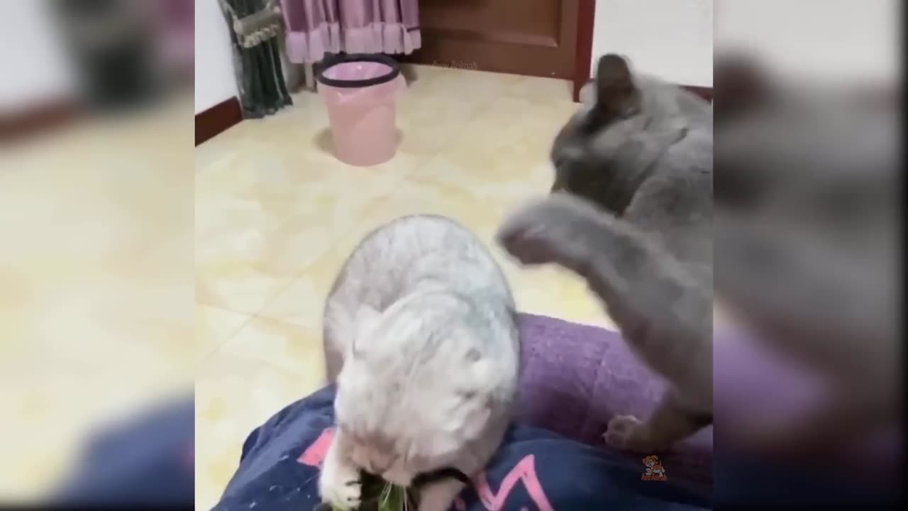 Baby Cats - Cute and Funny Cat Videos Compilation