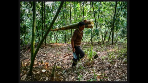 Bamboo Clothing: Your Key to Responsible Fashion and a Greener Planet