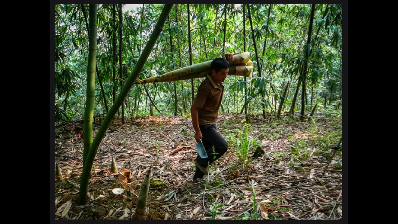 Bamboo Clothing: Your Key to Responsible Fashion and a Greener Planet
