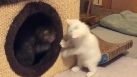 Cat: Don't go home today if you can't beat me