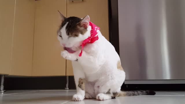 cute cat ♡♡