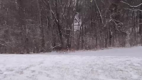 Deer hunting