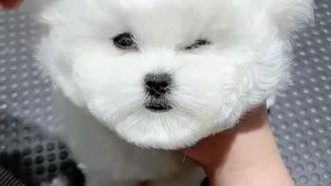 see to the end #pet #cute #puppy