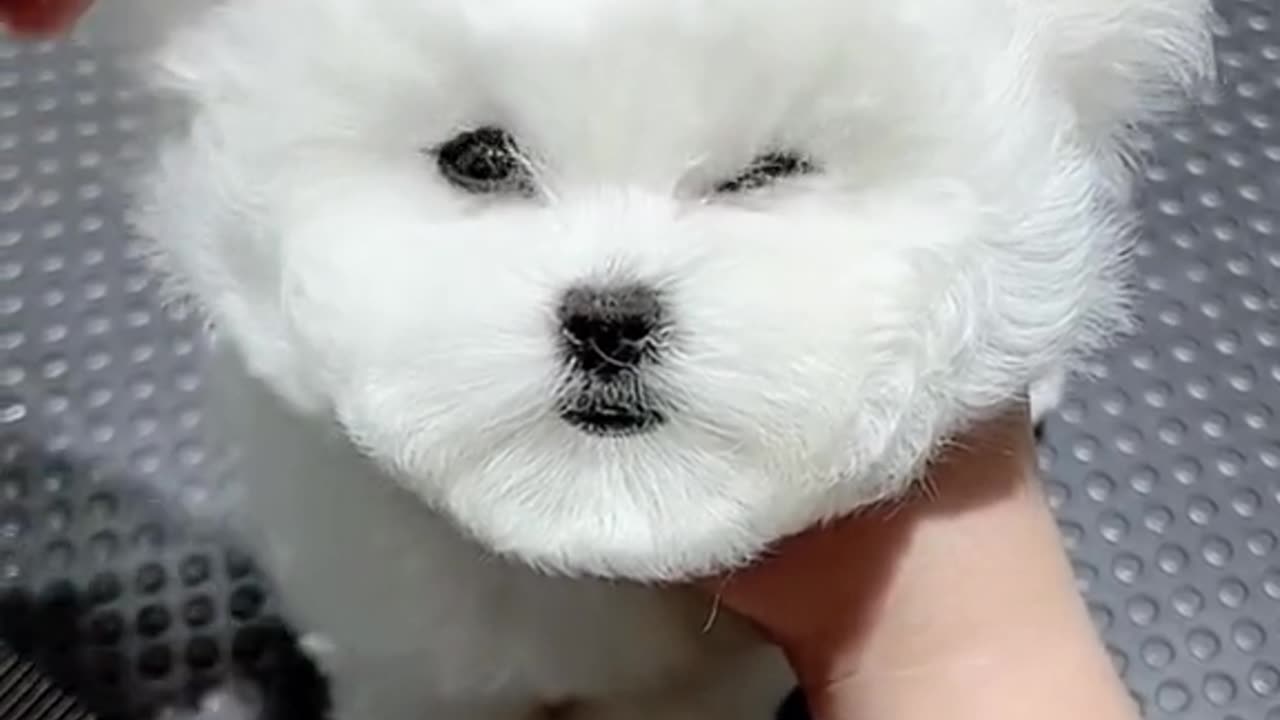 see to the end #pet #cute #puppy