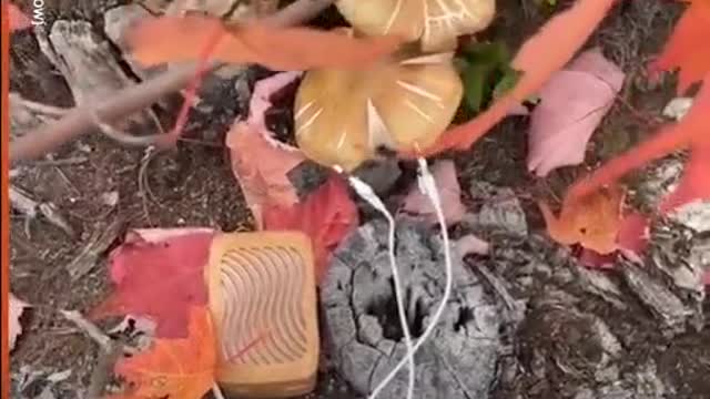 Mushroom Sounds