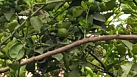Nature. Kagji lebu. Pati lebu.