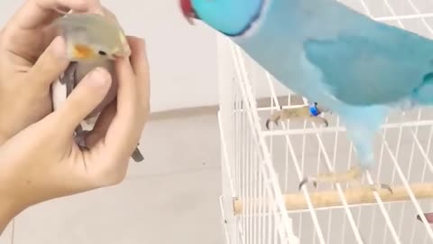 RING NECK FALANDO COM A CALOPSITA - BEAUTIFUL PARROT