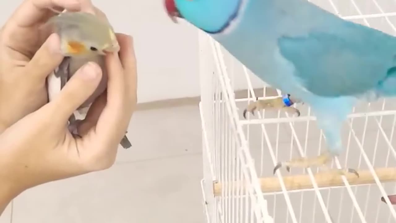 RING NECK FALANDO COM A CALOPSITA - BEAUTIFUL PARROT