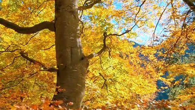 Walk in the forest