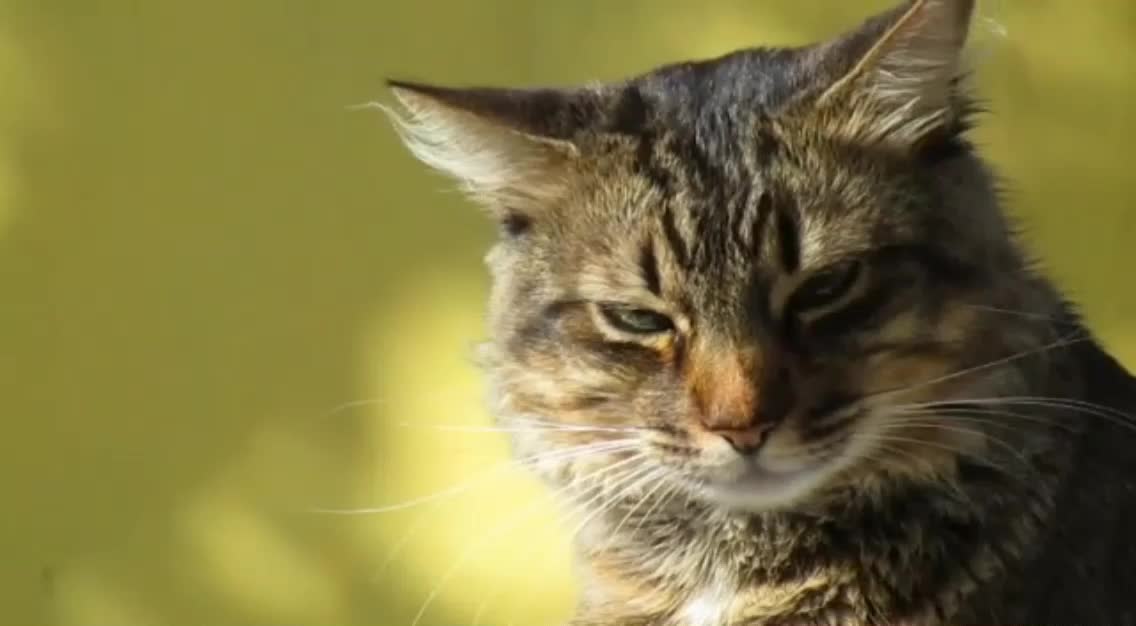 Cat dancing with music.