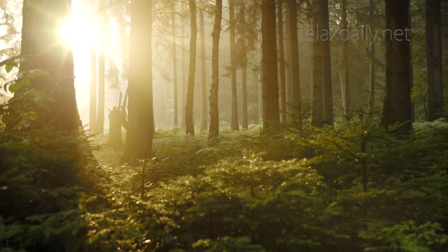 Beautiful Piano Music relaxing light morning relaxdaily N090.mp4