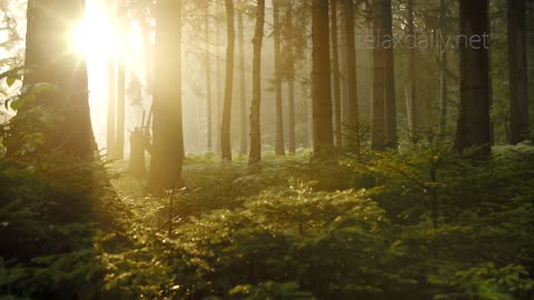 Beautiful Piano Music relaxing light morning relaxdaily N090.mp4