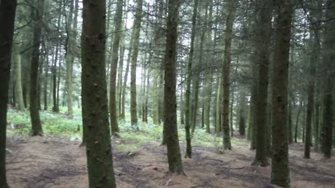 Two Bigfoot in UK Pine Forest