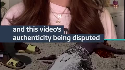 the mermaid showed on site |vides getting viral oldvifeo|