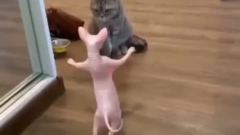 Funny cat dancing