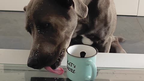 Dog's Tongue Flicks Liquid From Mug