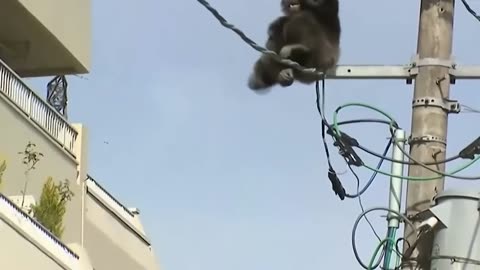 Electrical Shocks will not be Merciful to any animal video