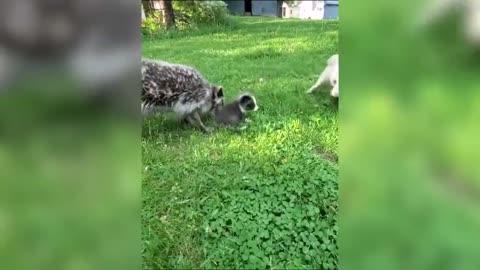 Fox — Hilarious And Cute Videos And Tik Toks Compilation