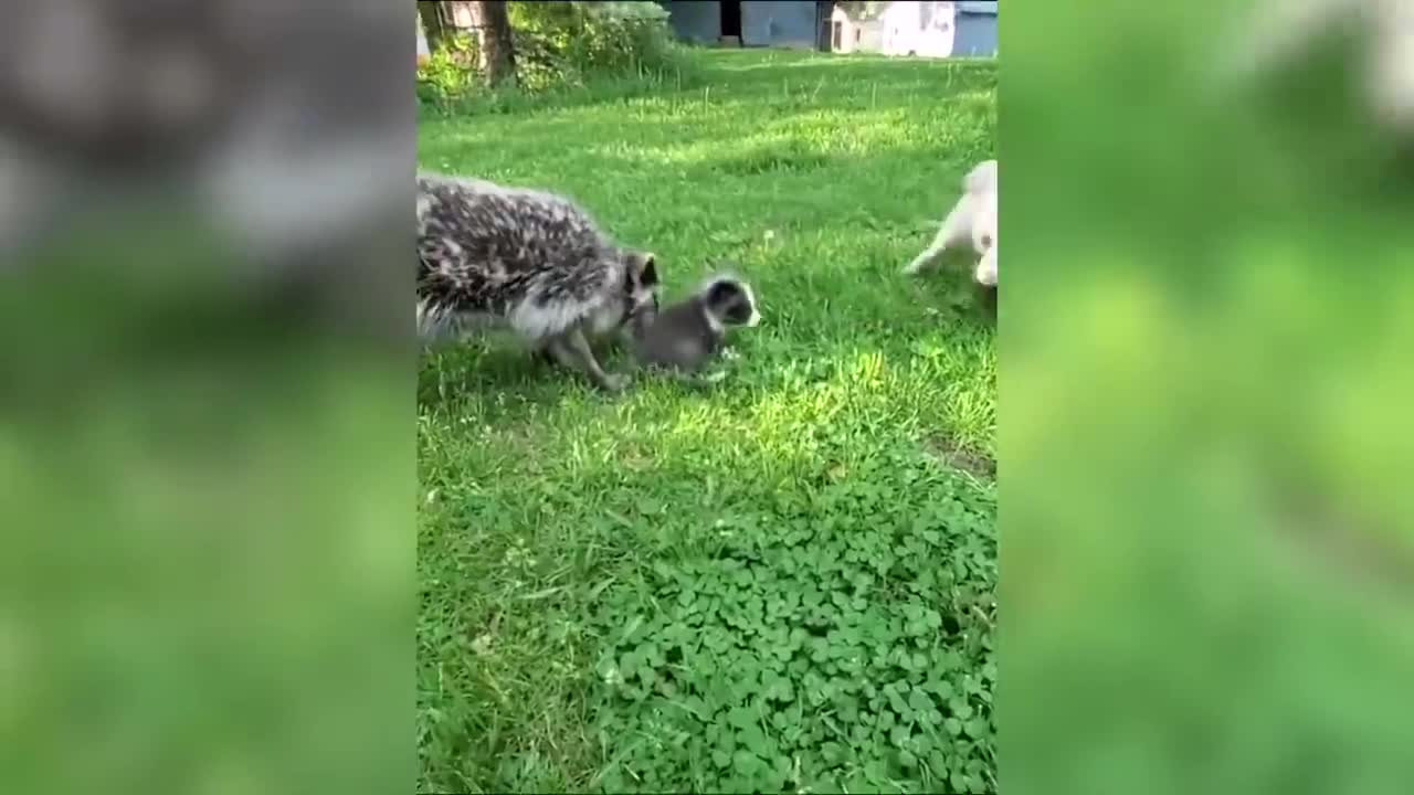 Fox — Hilarious And Cute Videos And Tik Toks Compilation