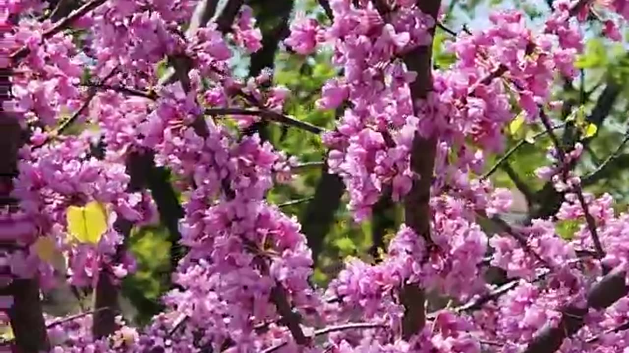 Arbol se reviste de Rosa en primavera