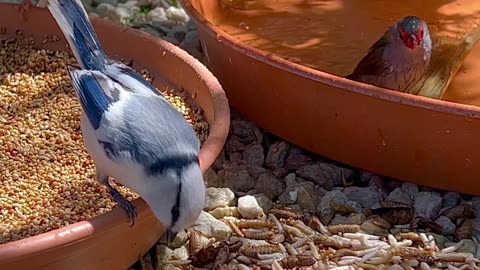 Mix bird aviary