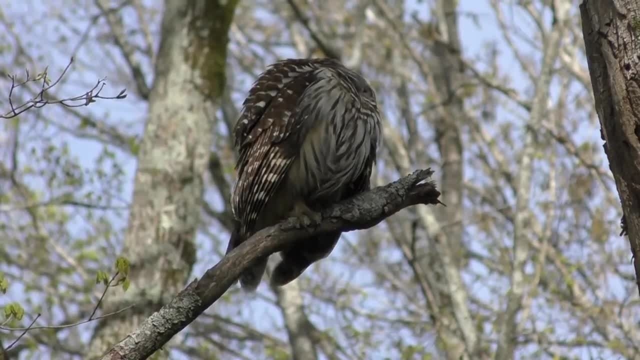 Barred Owl Hooting (HD)